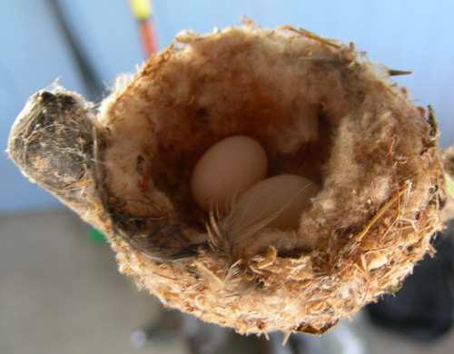 Hummingbird eggs