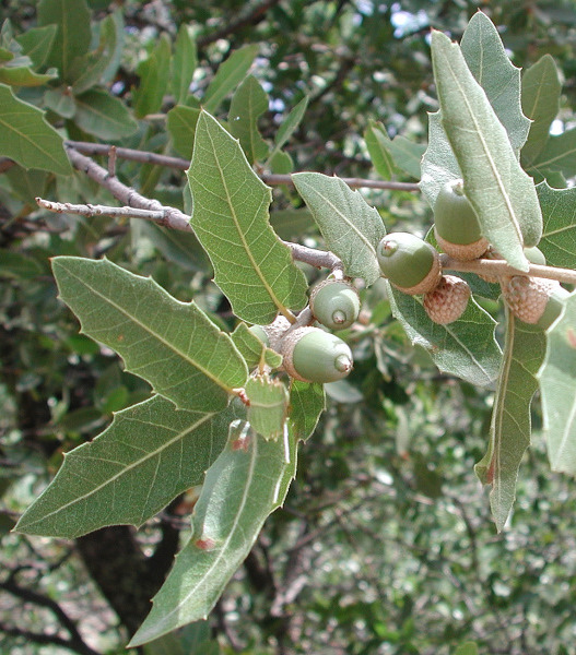 Arizona Oak Trees