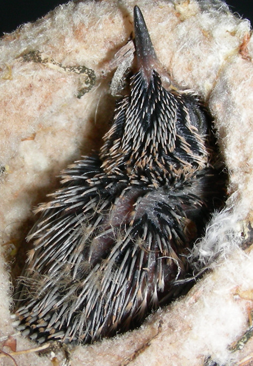 Surviving nestling, 07/16/2006