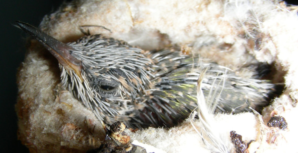 Nestling, 07/19/2006