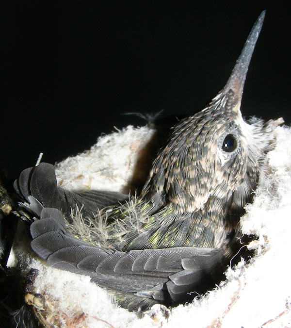 Nestling, 07/23/2006