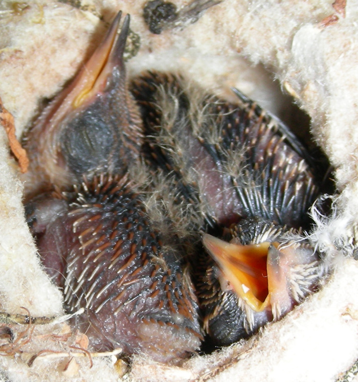 Nestlings, 07/13/2006