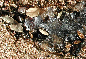 ice with oak leaves