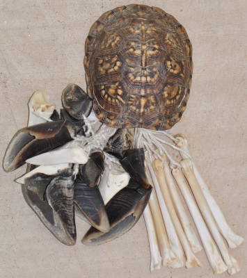 box turtle rattle