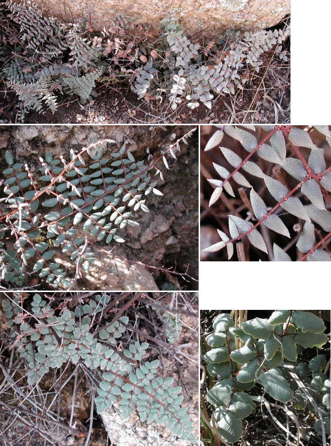Xerophytes Diagram