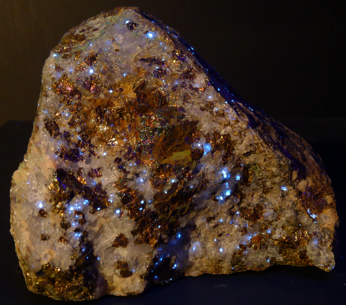 Blue-white fluorescing scheelite in quartz and bornite; shortwave and white light, 10 cm