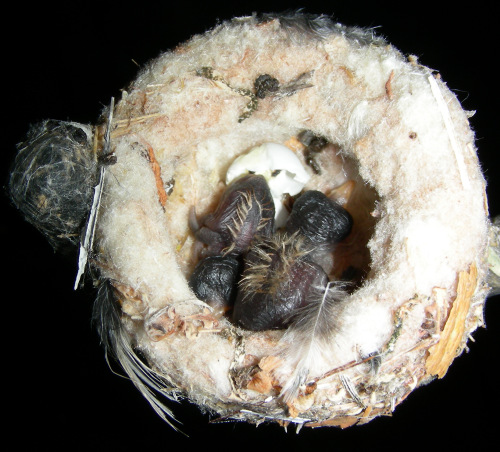 Hummingbird Hatchlings, 07/07/2006