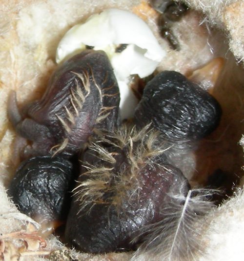 Hummingbird Hatchlings 07/07/2006