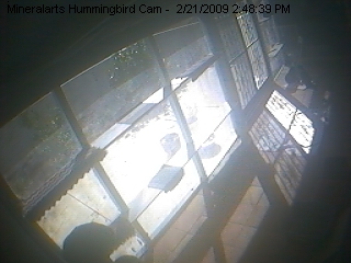 Hummingbird Cam